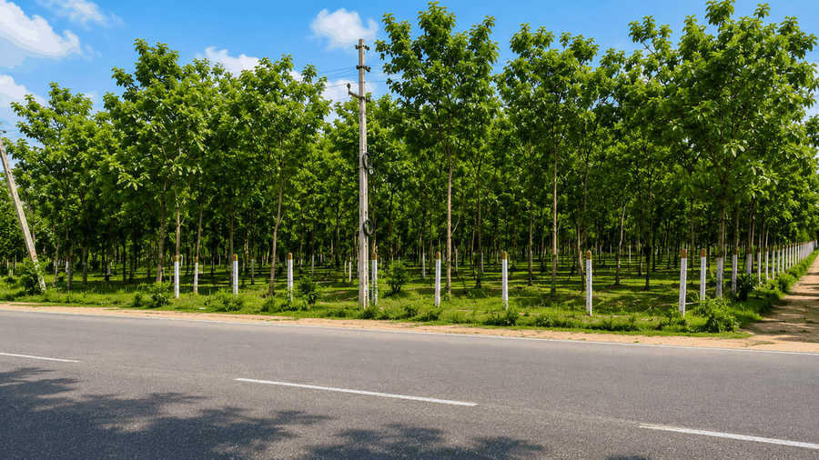 Avenue Plantation & Road